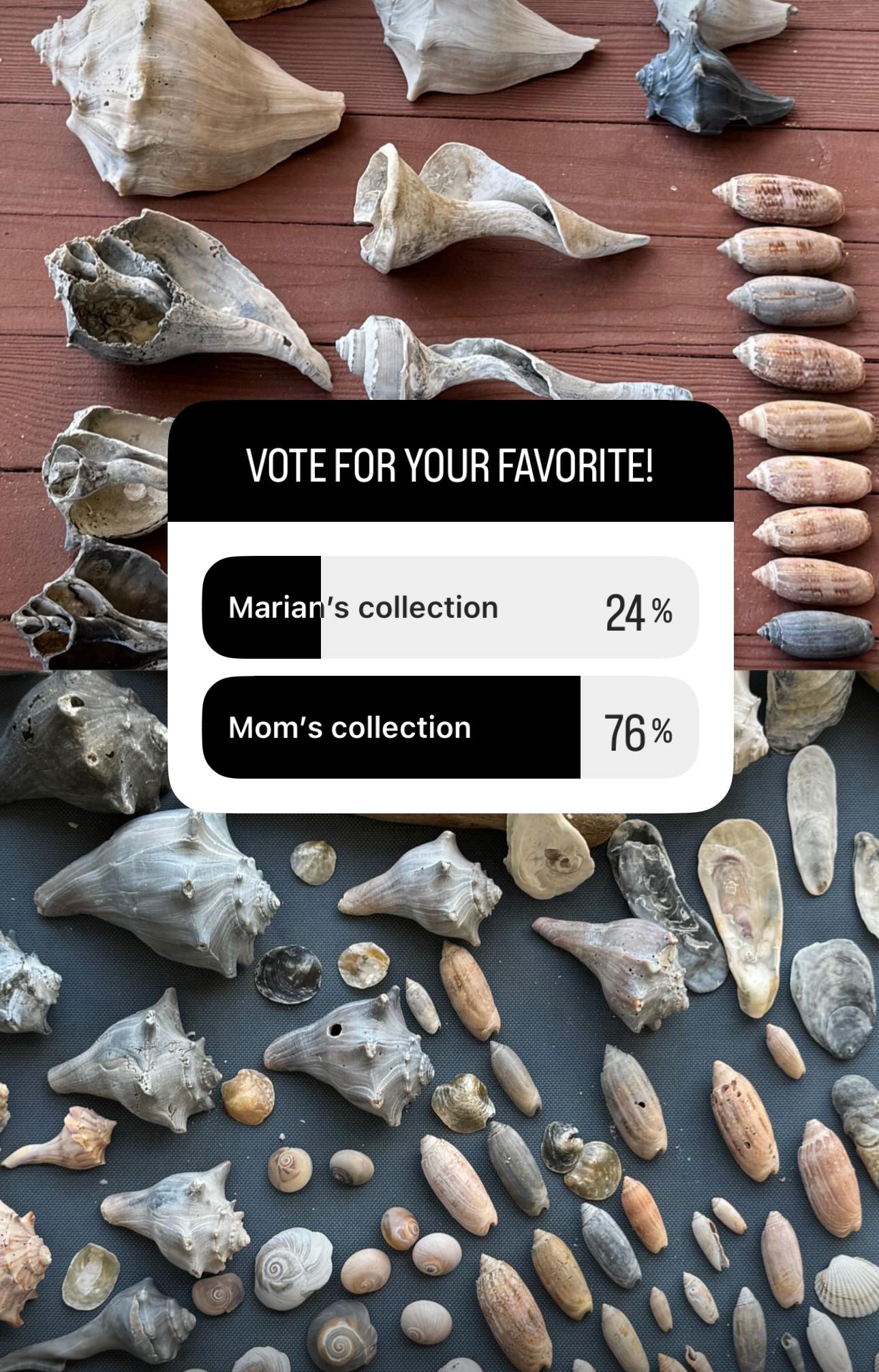 collecting shells at isle of palms | miss mustard seed