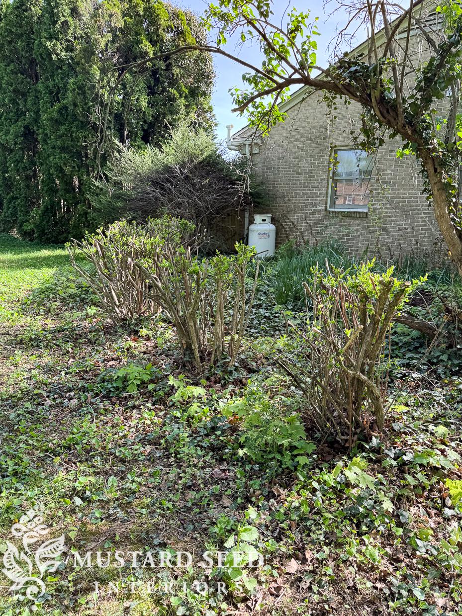 removing english ivy | 1970 home renovation | miss mustard seed