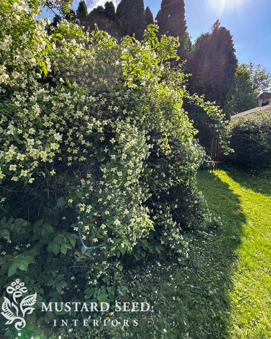 hard pruning a mock orange bush | Miss Mustard Seed