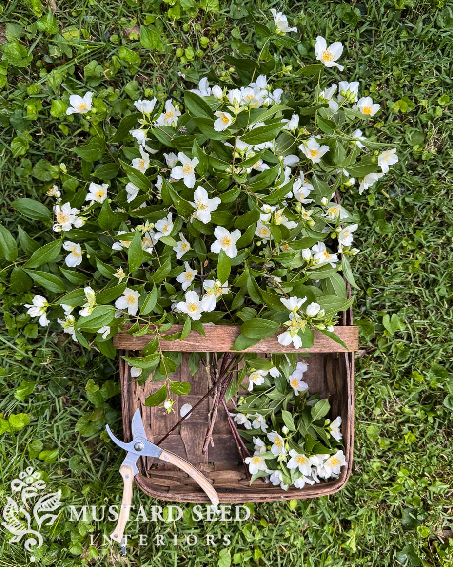 mock orange blossoms | miss mustard seed