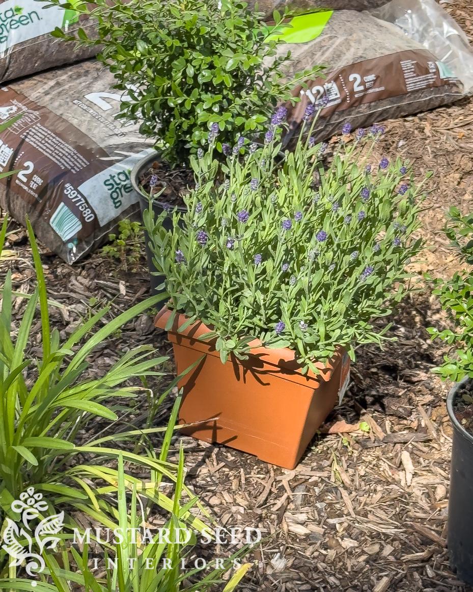 1970 home renovation front garden update | miss mustard seed