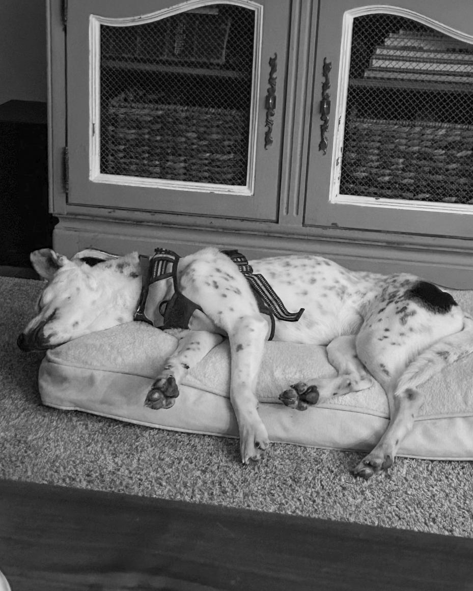 Dalmatian mix | miss mustard seed