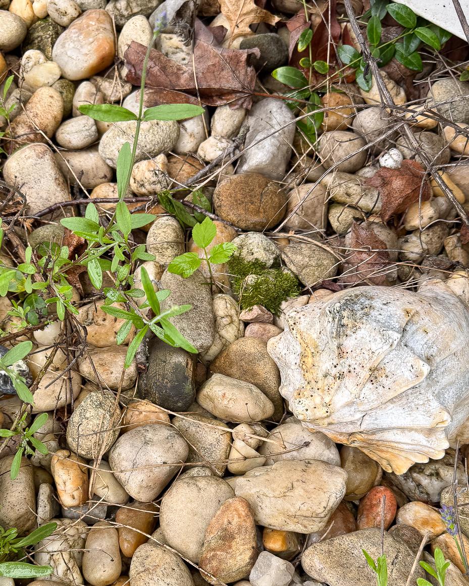 how to get rid of bishop's weed/goutweed update | miss mustard seed