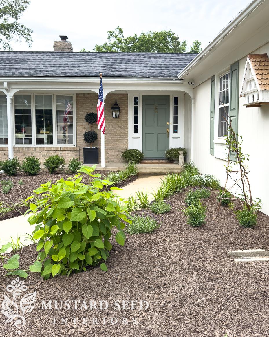 annabelle hydrangea update | miss mustard seed