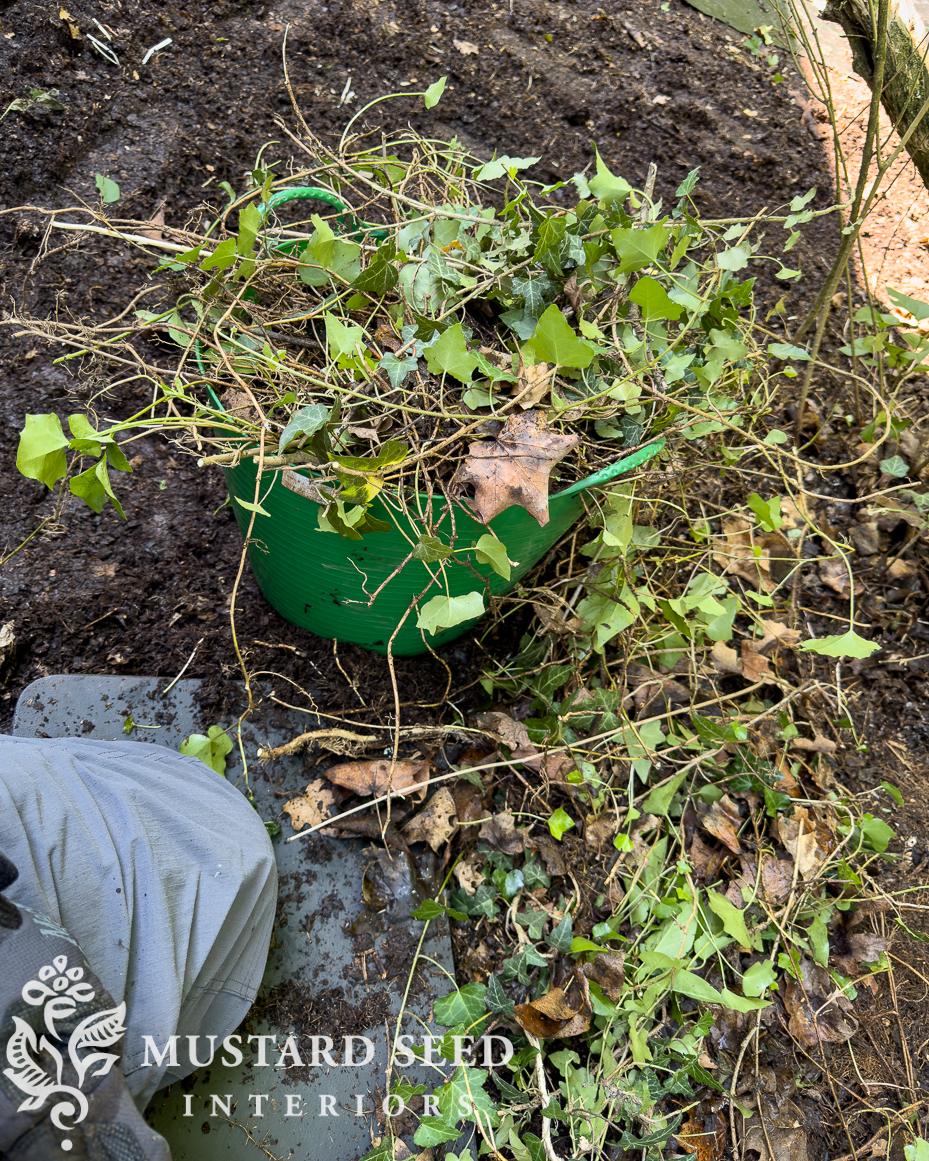 removing english ivy | miss mustard seed