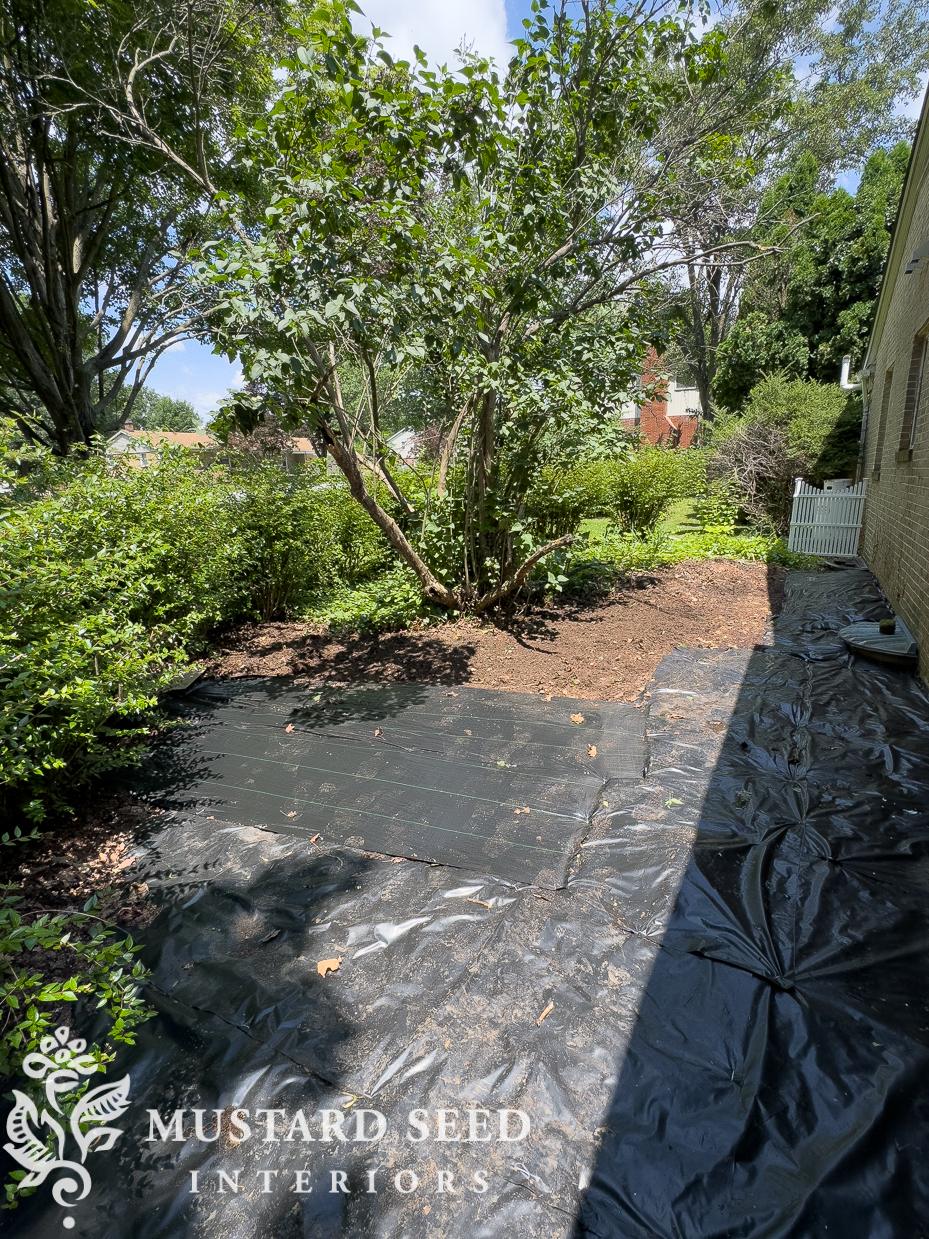removing english ivy | 1970 home renovation | miss mustard seed