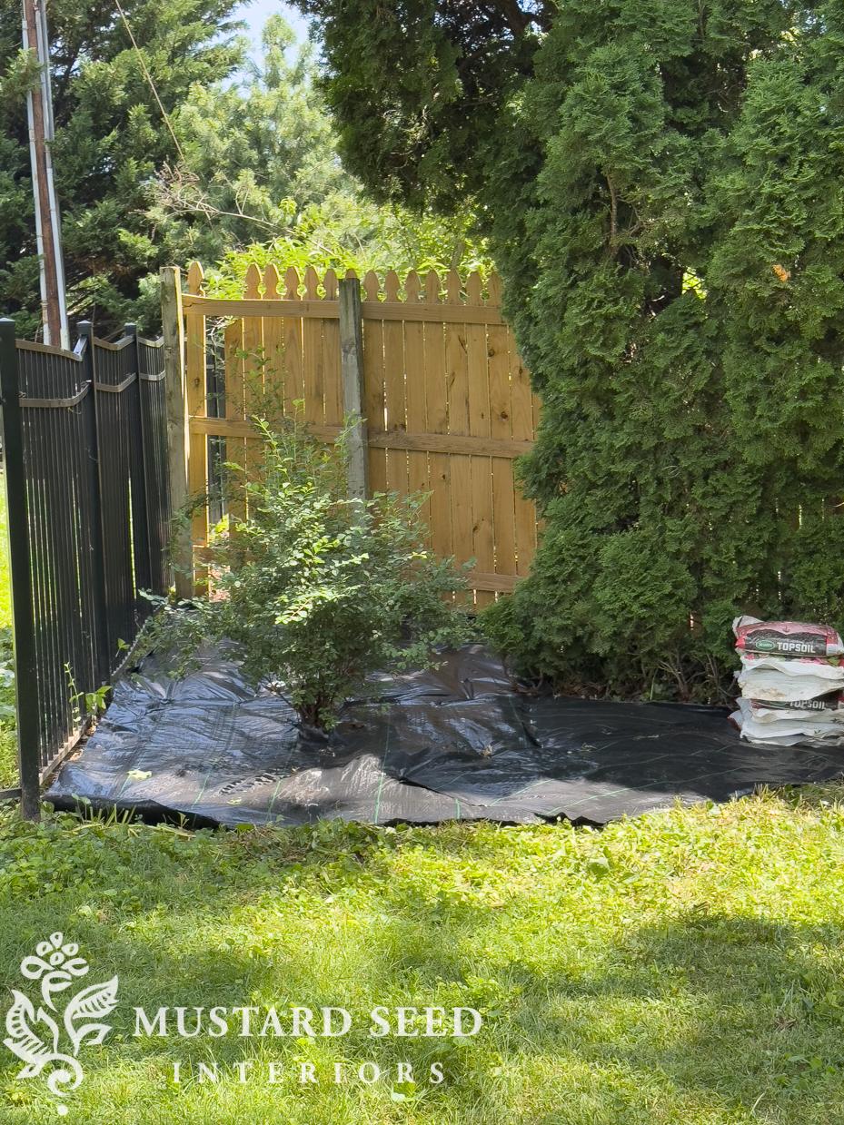 spirea bushes | miss mustard seed