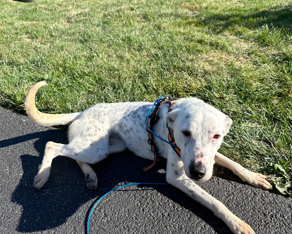 Dalmatian mix | miss mustard seed