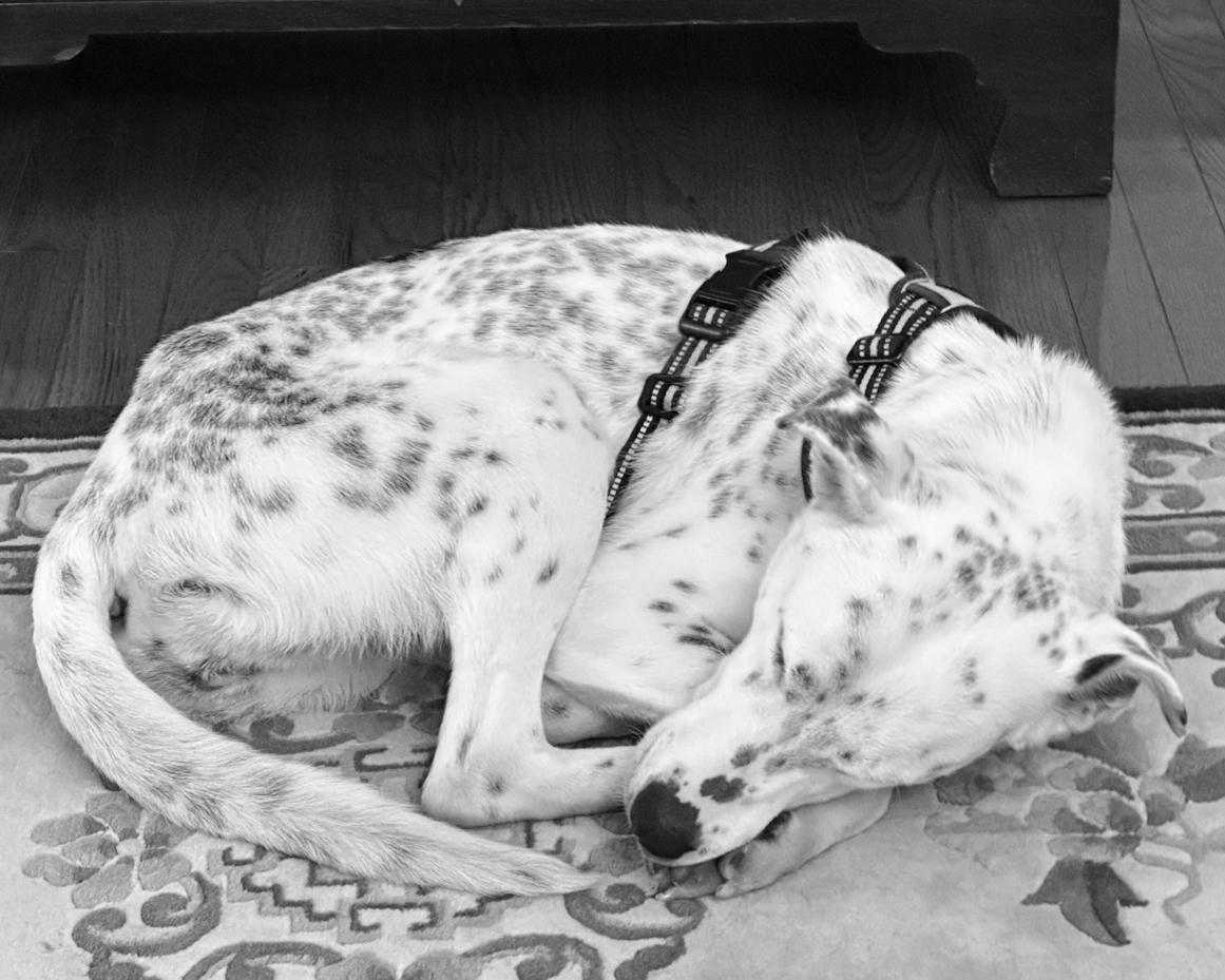 Dalmatian mix | miss mustard seed