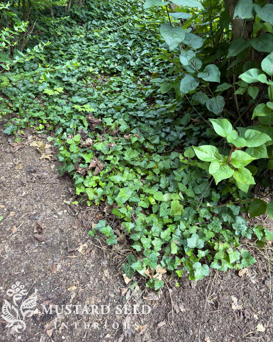 removing english ivy | miss mustard seed