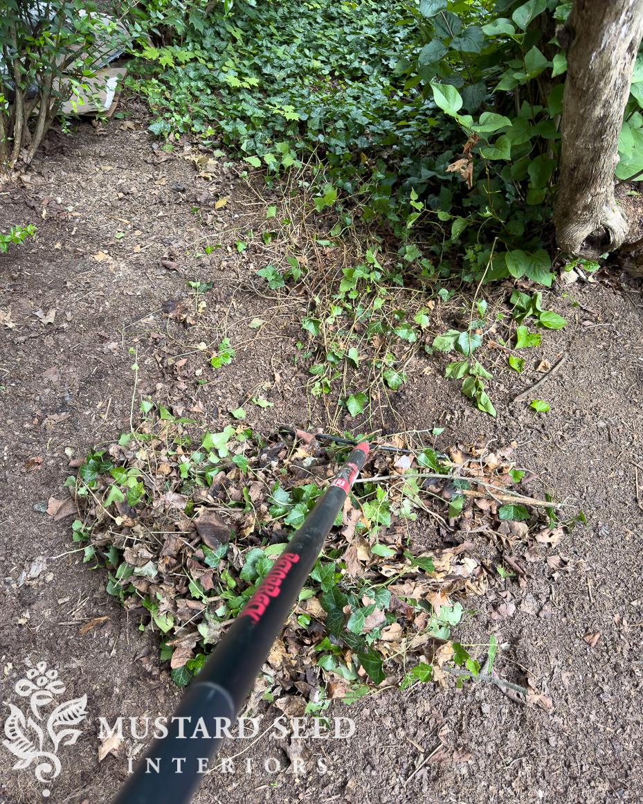 removing english ivy | miss mustard seed