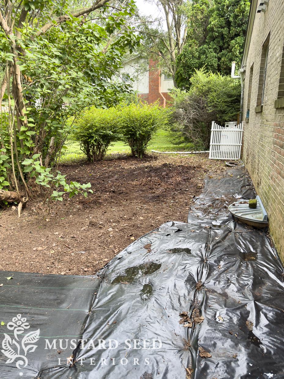 removing english ivy | 1970 home renovation | miss mustard seed