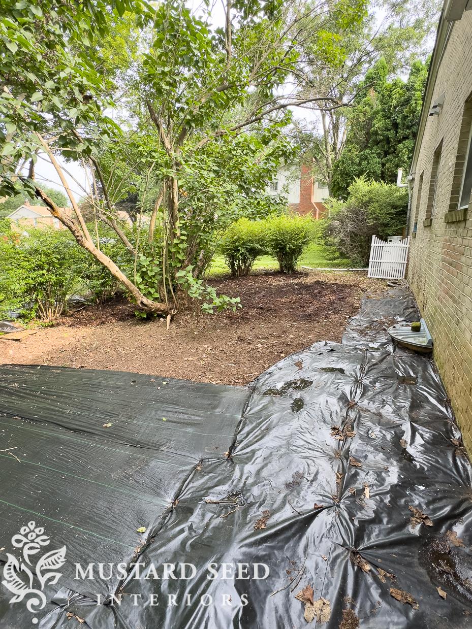 removing english ivy | 1970 home renovation | miss mustard seed