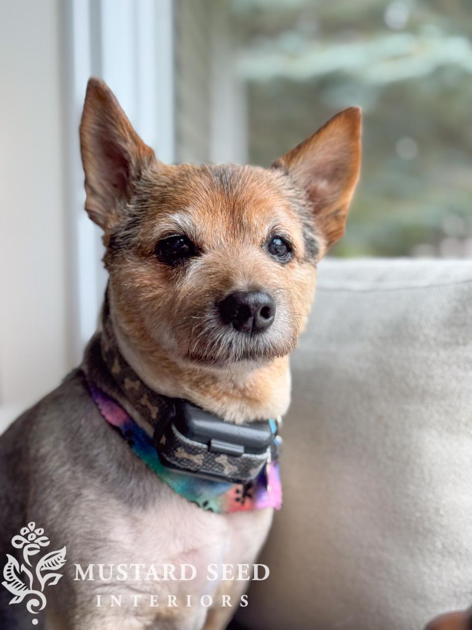 Nike the dog | miss mustard seed