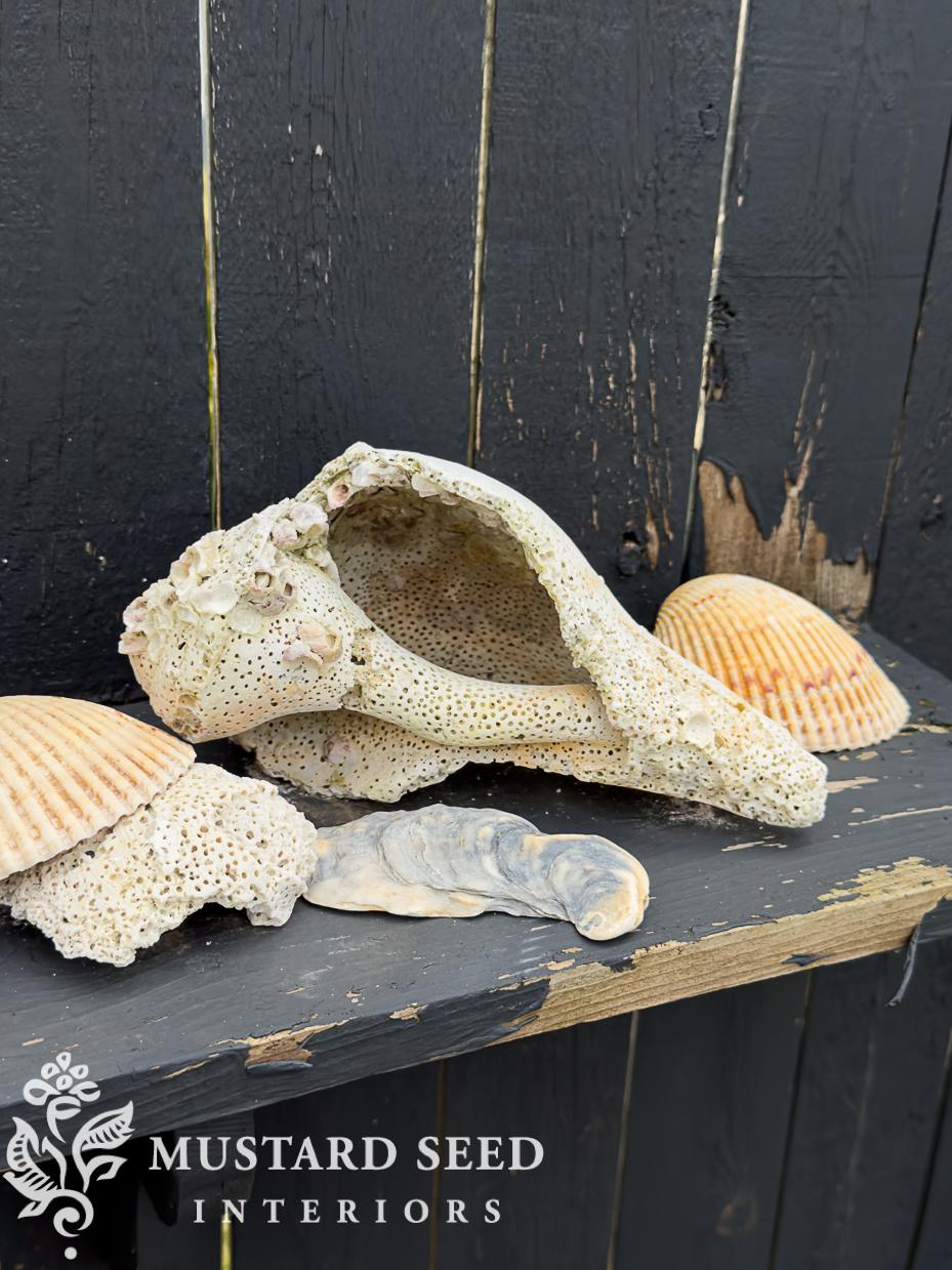 decorating with shells | miss mustard seed