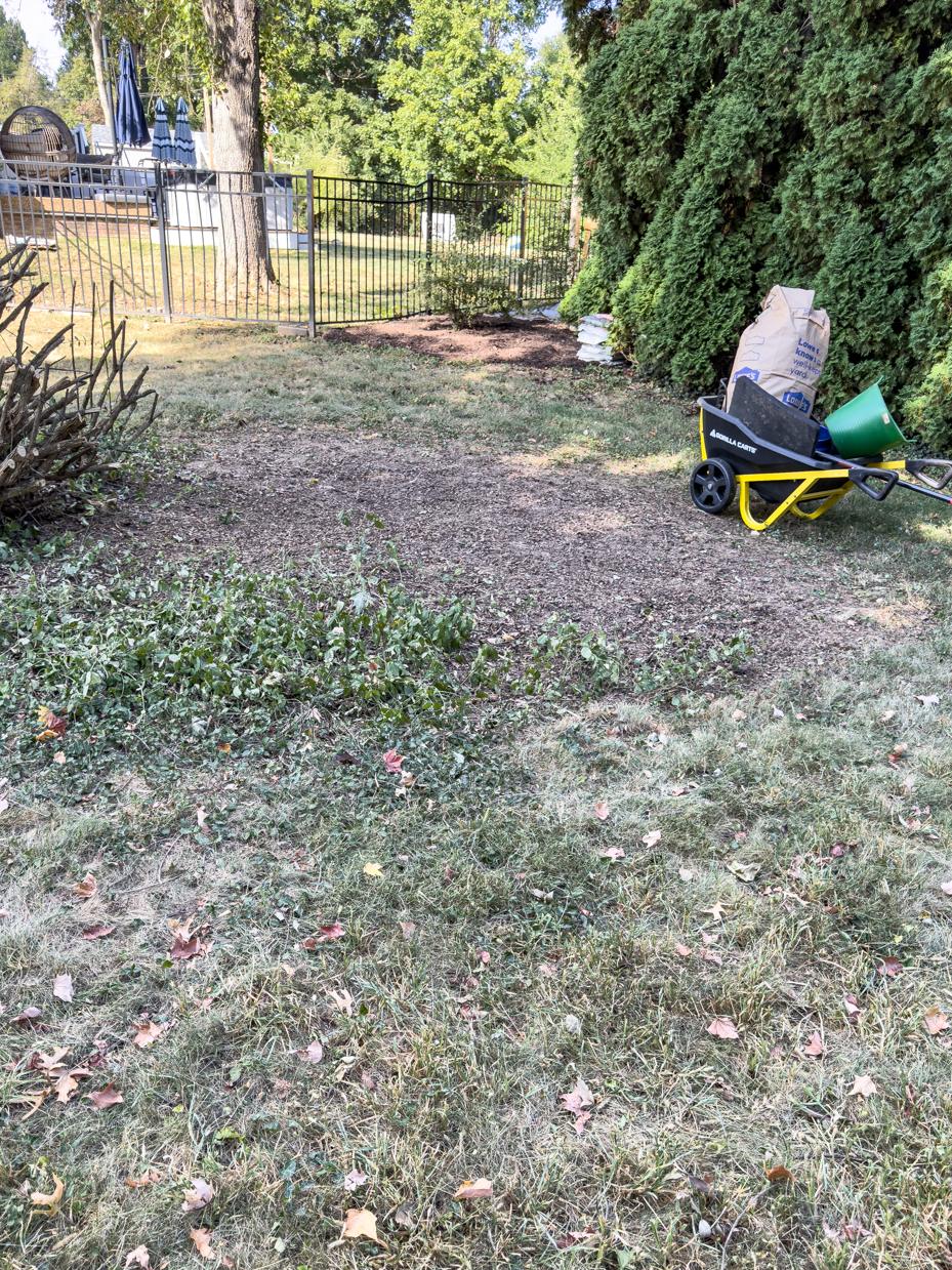 hard pruning a mock orange bush | miss mustard seed
