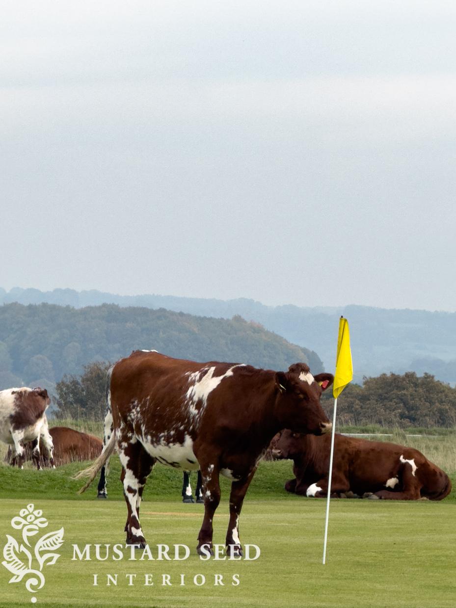 Minchinhampton Commons | miss mustard seed