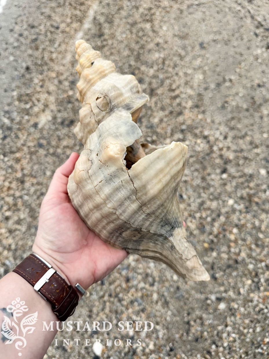 Isle of Palms and Wild Dunes Shelling Guide | South Carolina | miss mustard seed