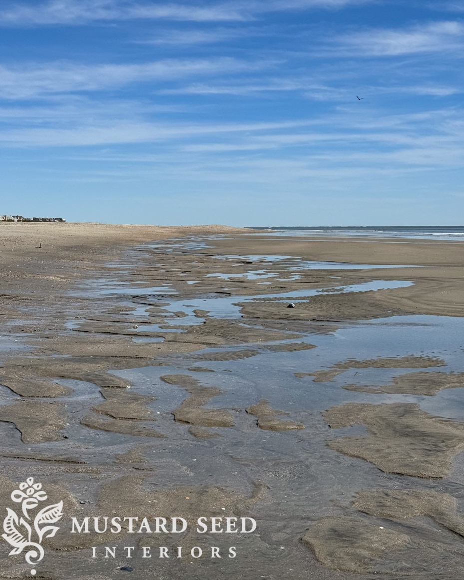 shelling | beach combing on Isle of Palms | miss mustard seed