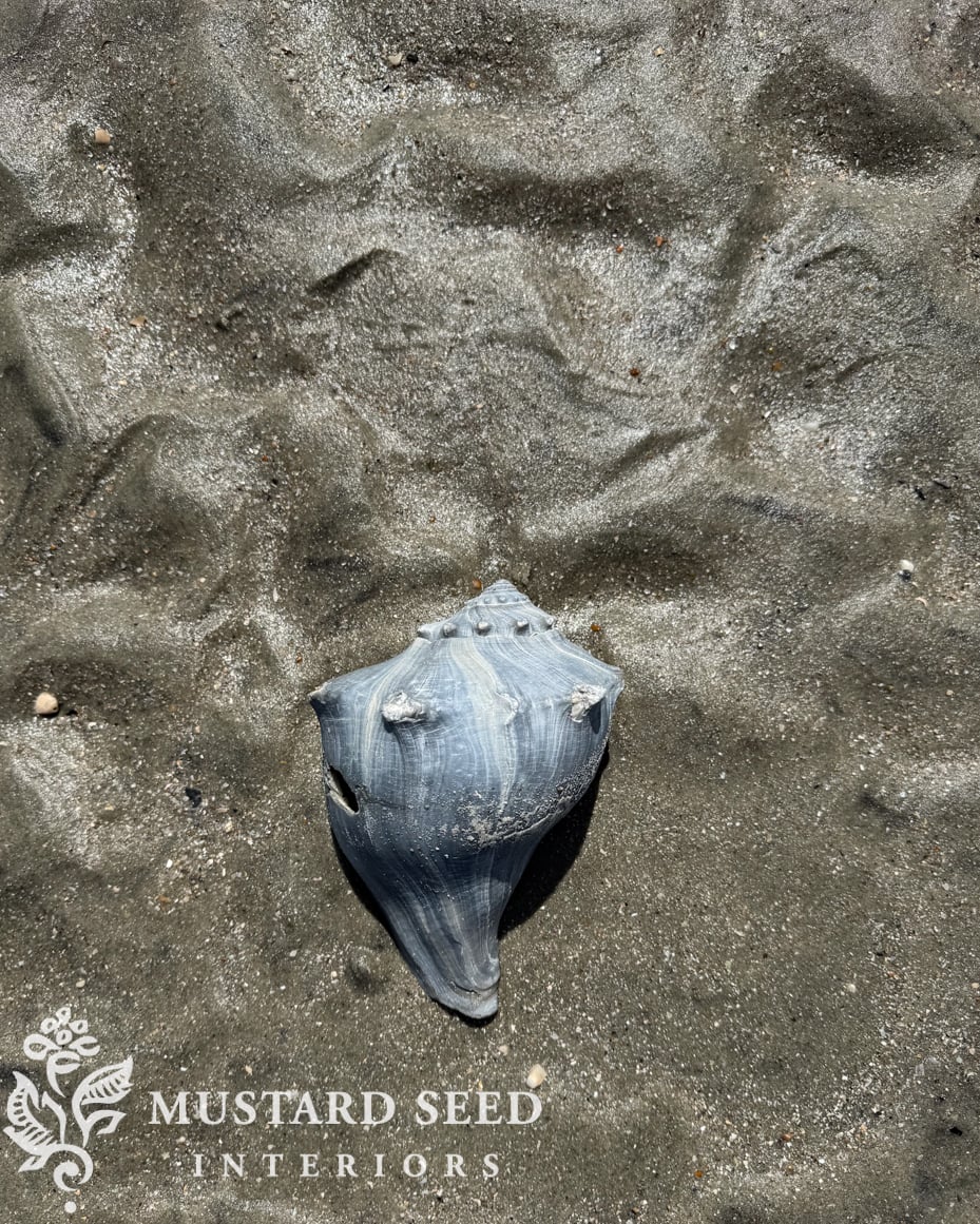 Isle of Palms and Wild Dunes Shelling Guide | South Carolina | miss mustard seed