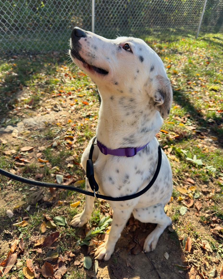 Dalmatian mix | miss mustard seed