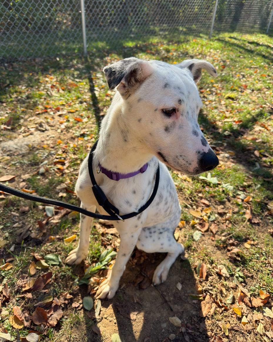 Dalmatian mix | miss mustard seed