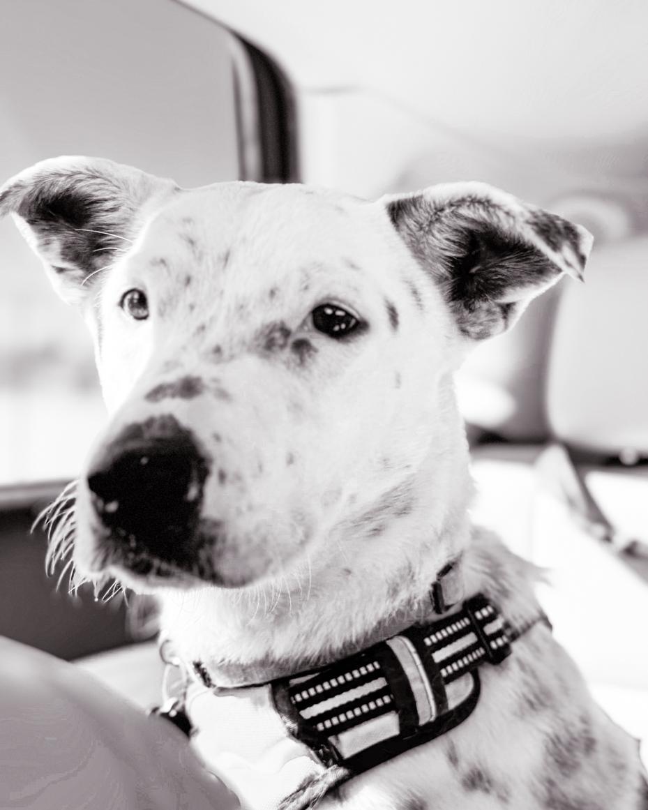 Dalmatian mix | miss mustard seed