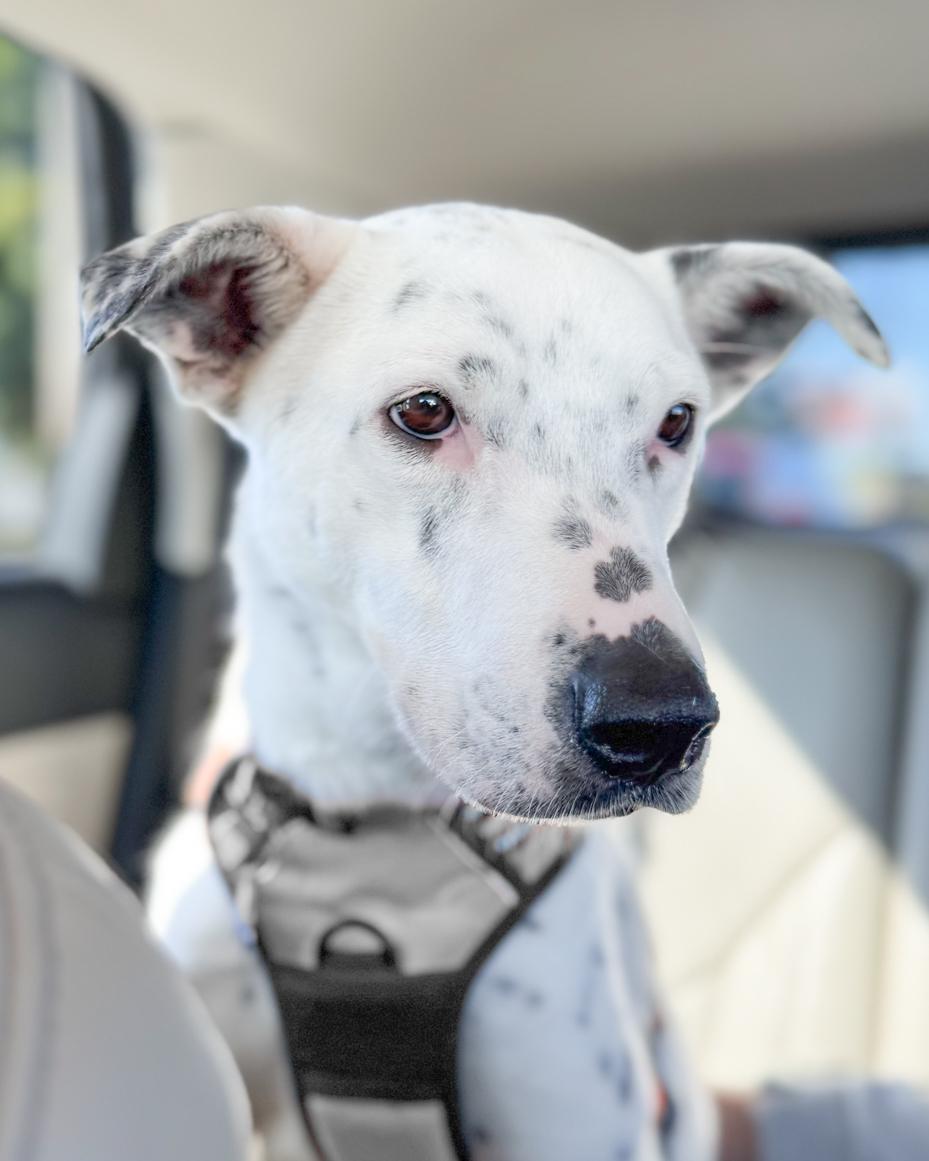 Dalmatian mix | miss mustard seed