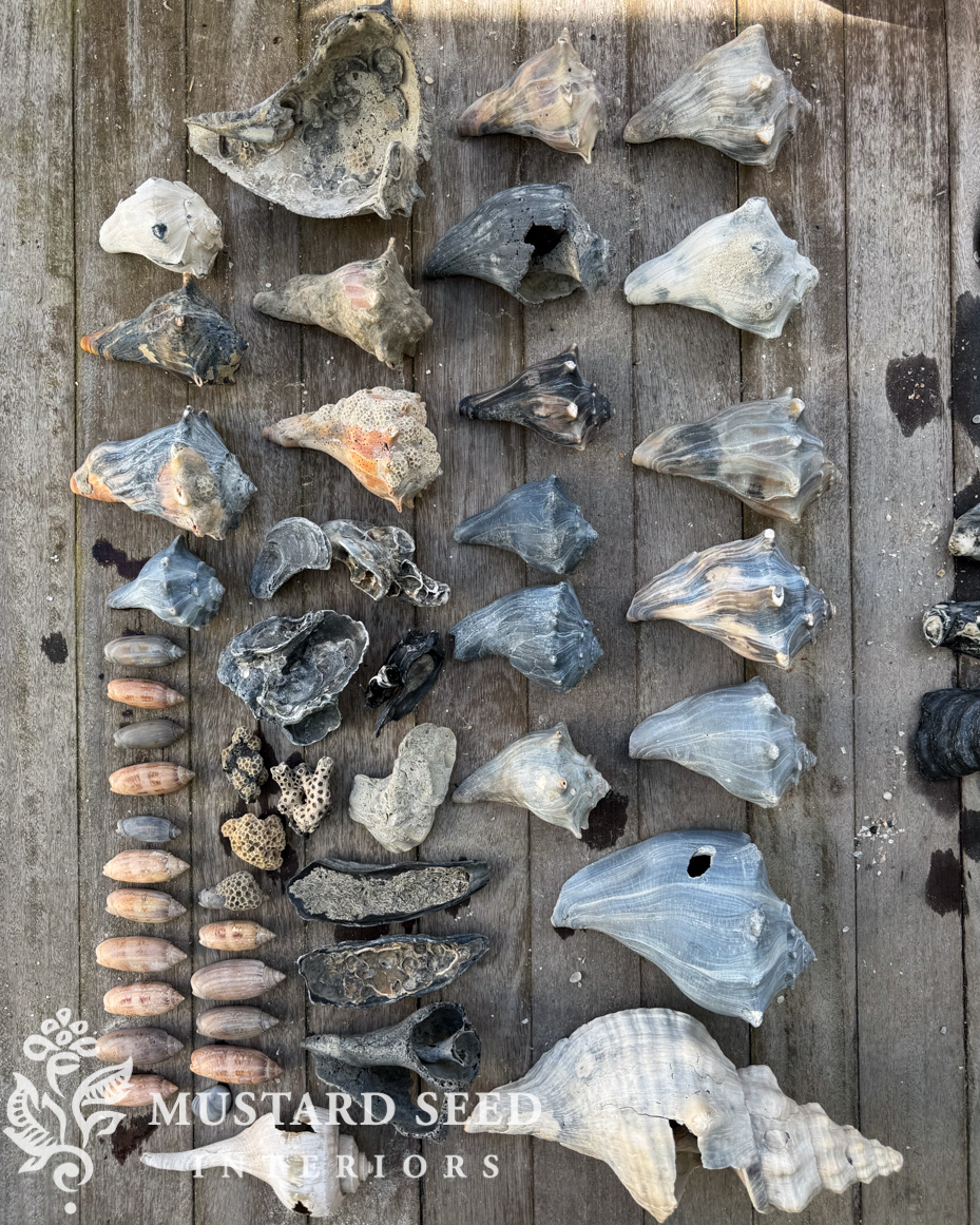 shell collection | miss mustard seed