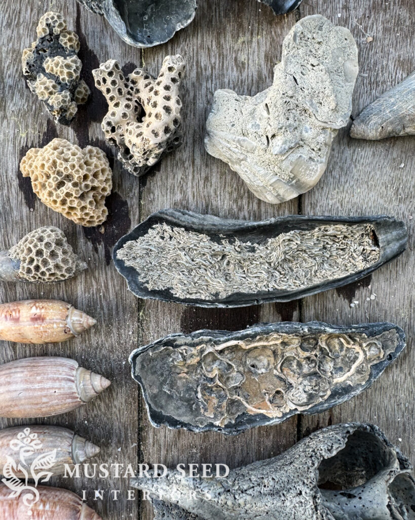 the 2024 IOP shell collection contest | Miss Mustard Seed