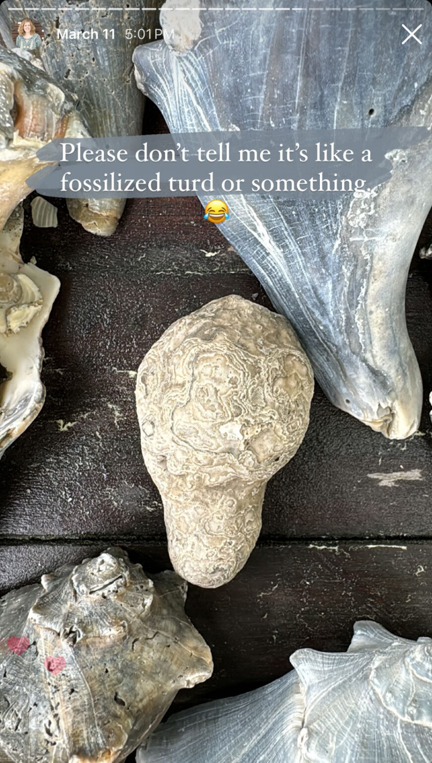 the story of the bryozoan-encrusted shell | Miss Mustard Seed