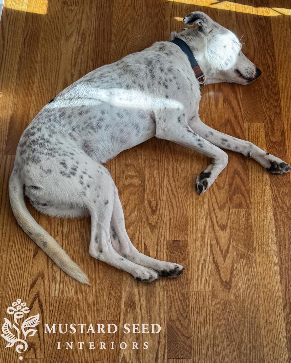 rosa jo | miss mustard seed