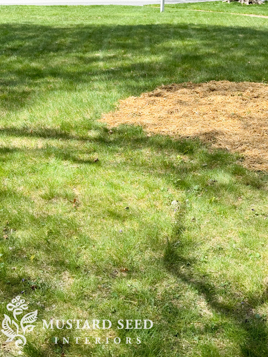 grass seed | miss mustard seed