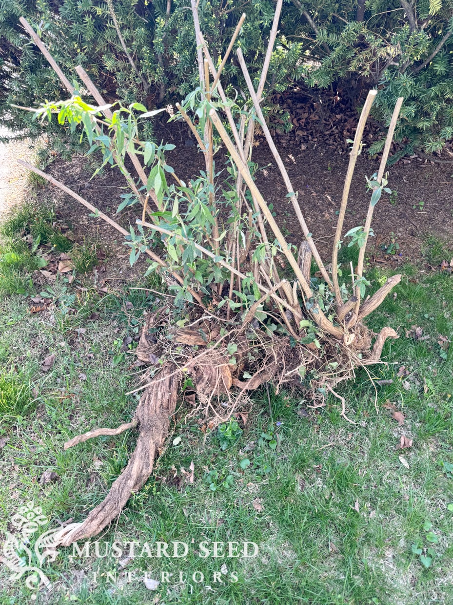butterfly bush | miss mustard seed