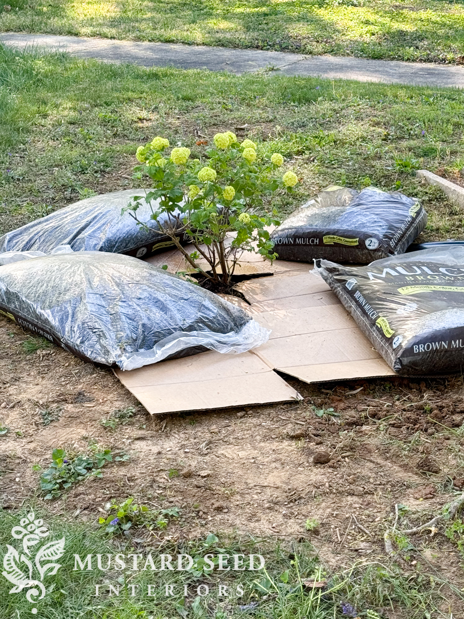 snowball viburnum | cardboard mulching | miss mustard seed