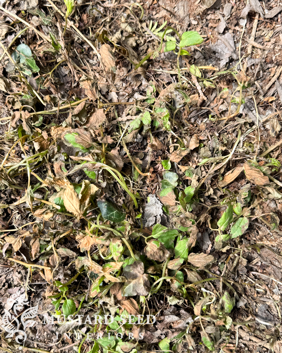 spraying and eradicating bishop's weed | miss mustard seed