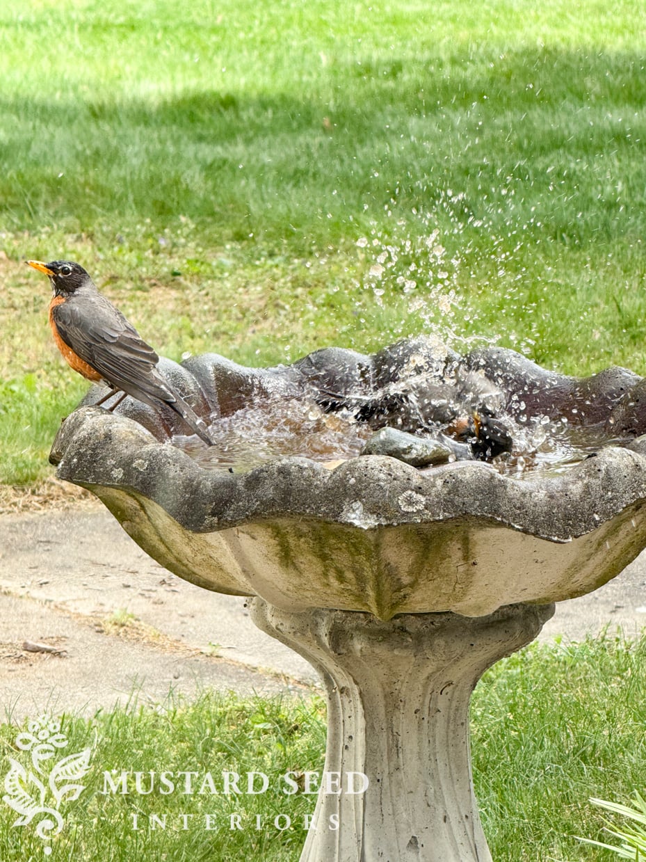 concrete birdbath | miss mustard seed