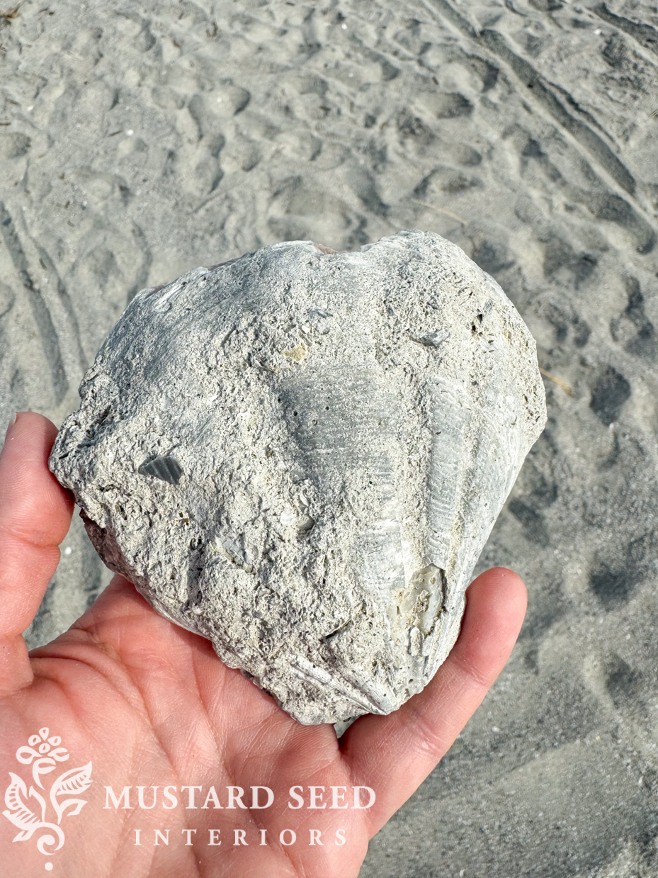 lions paw fossil | miss mustard seed
