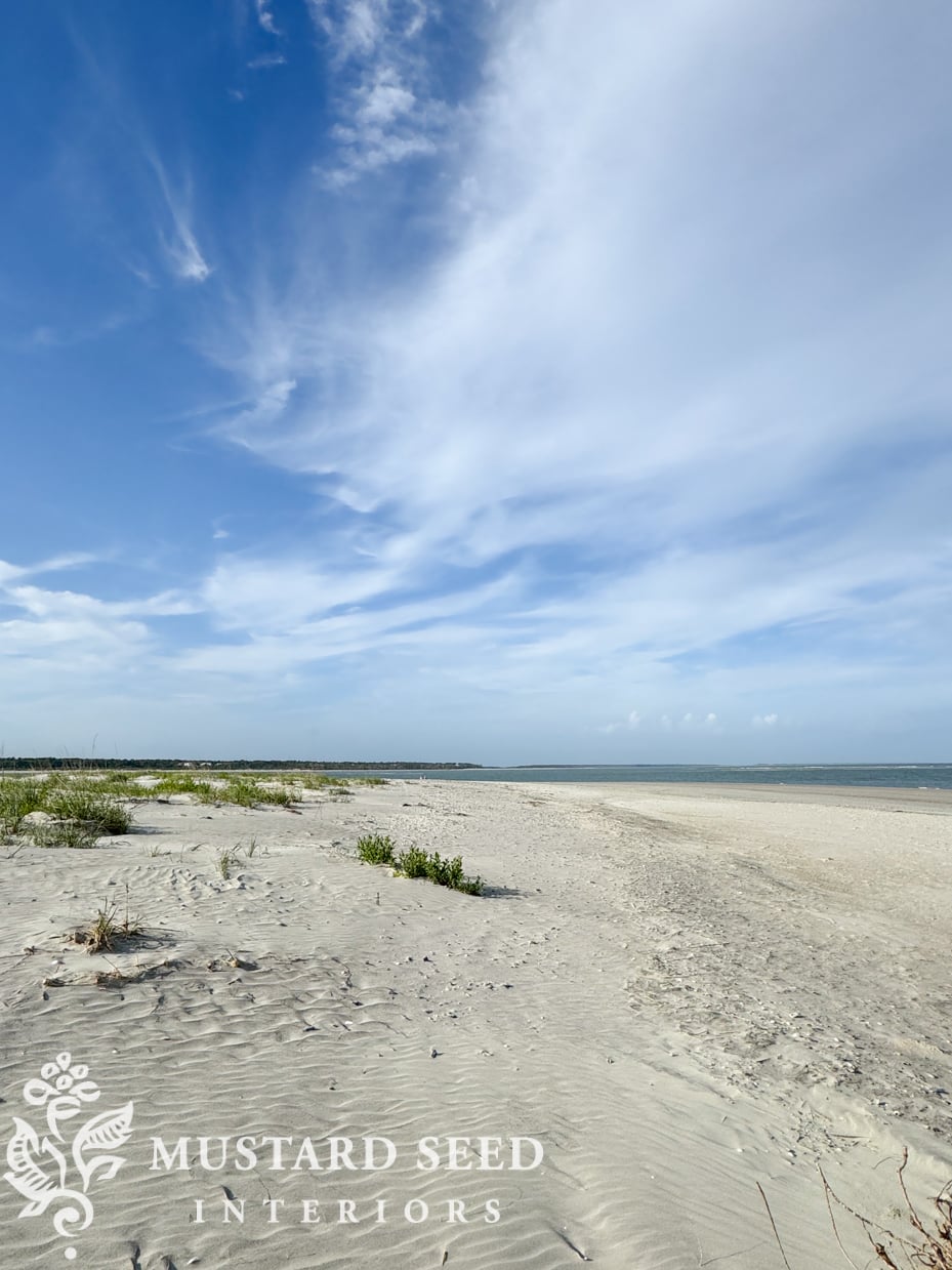 Isle of Palms and Wild Dunes Shelling Guide | South Carolina | miss mustard seed
