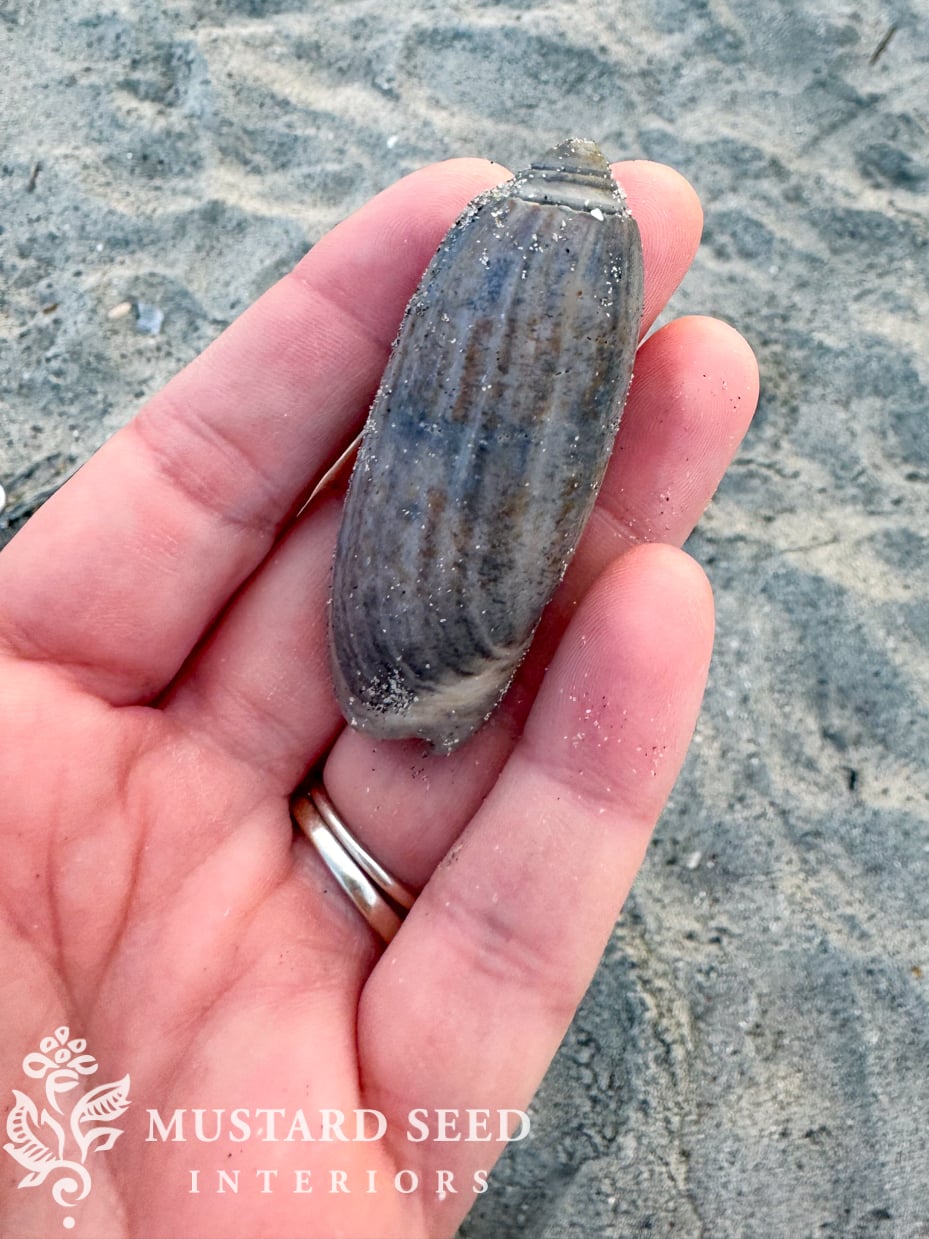 Isle of Palms and Wild Dunes Shelling Guide | South Carolina | miss mustard seed