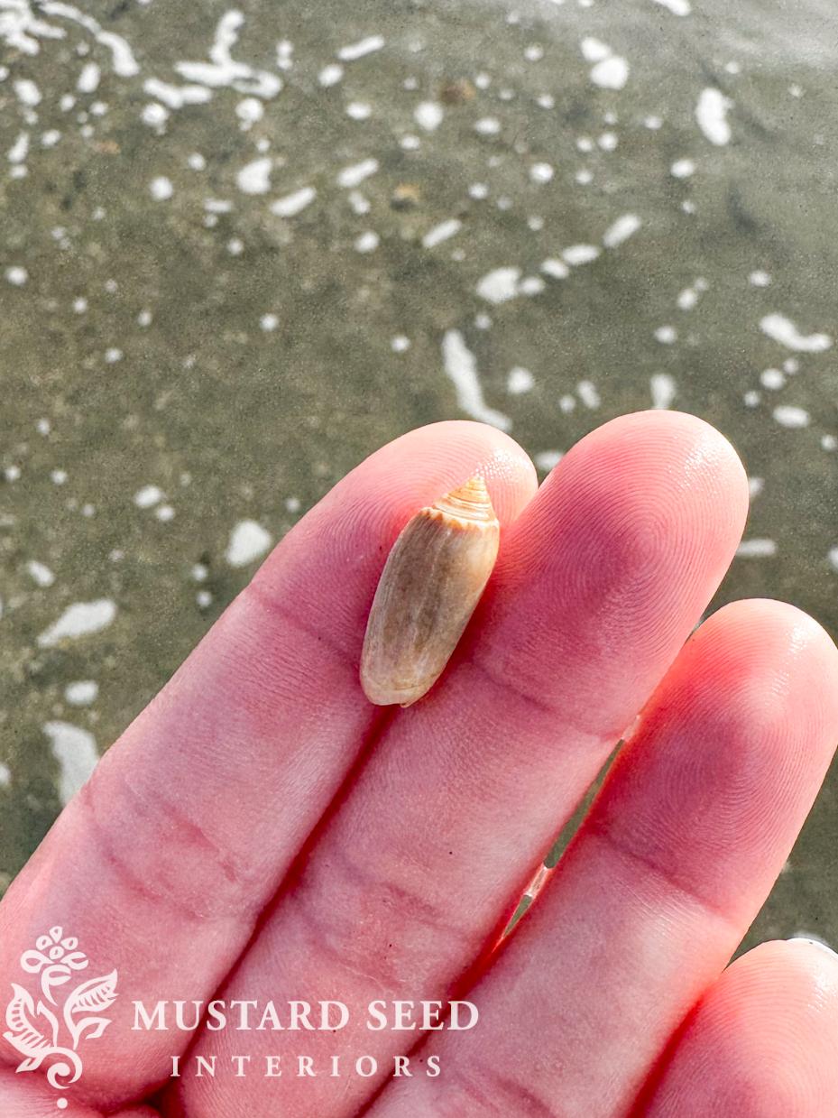 isle of palms | shelling diaries | miss mustard seed