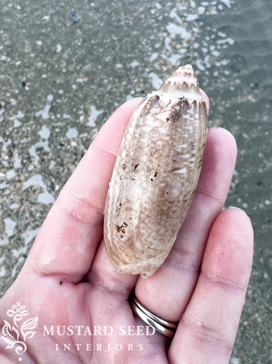 isle of palms | shelling diaries | miss mustard seed