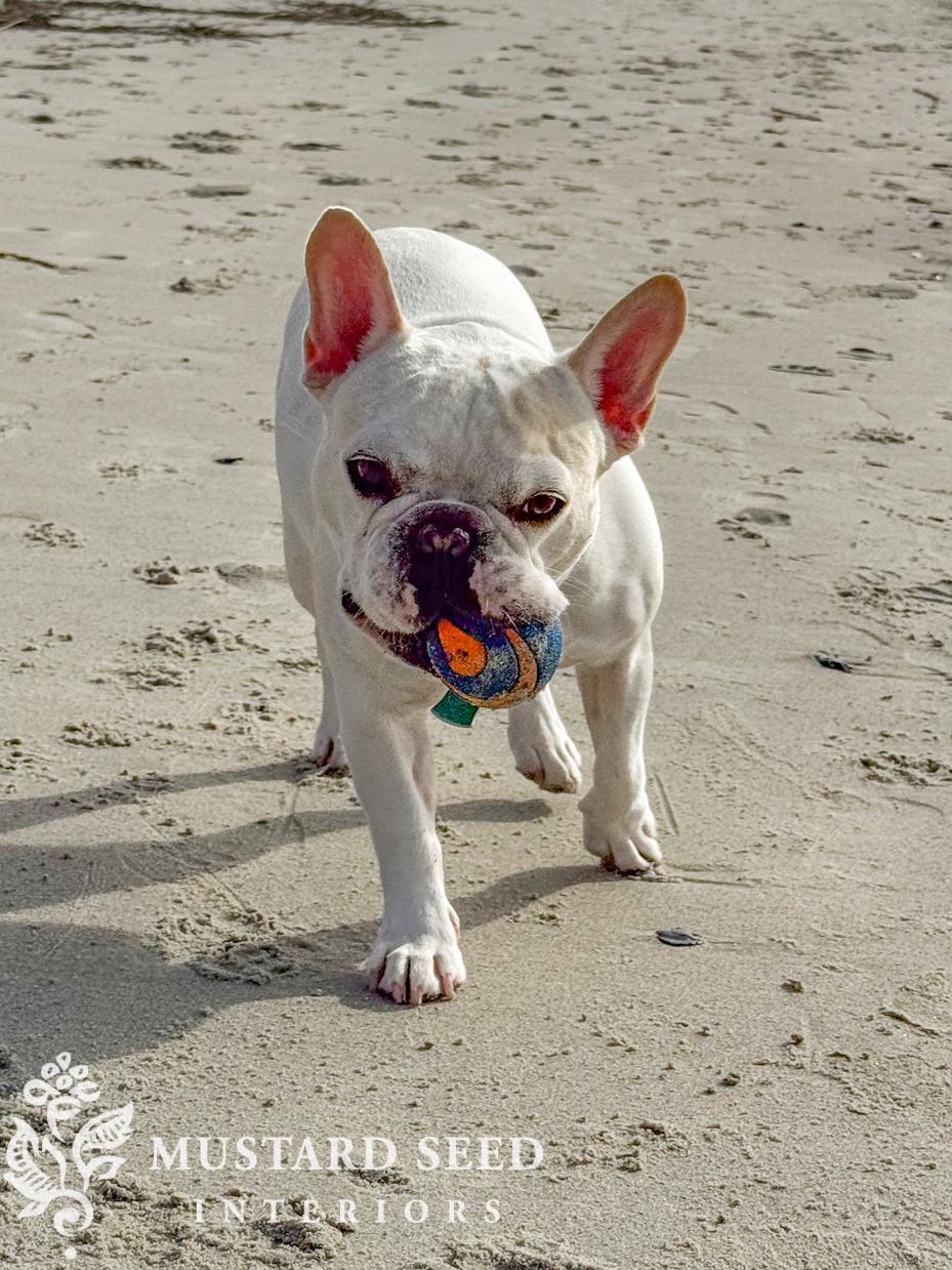 french bulldog at the beach | miss mustard seed