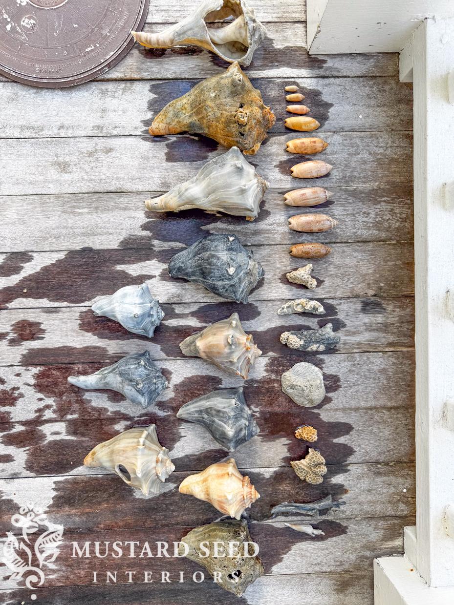 isle of palms | shelling diaries | miss mustard seed