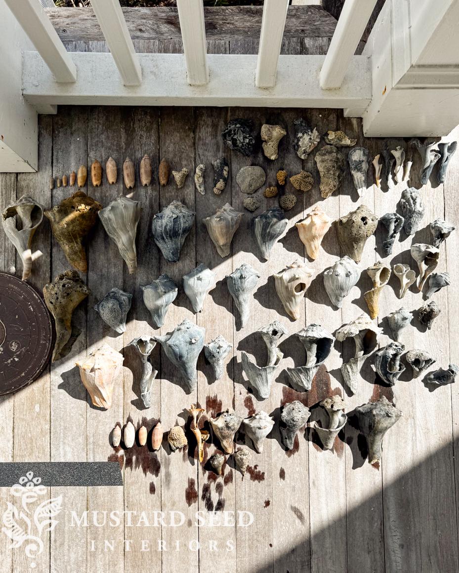 isle of palms | shelling diaries | miss mustard seed