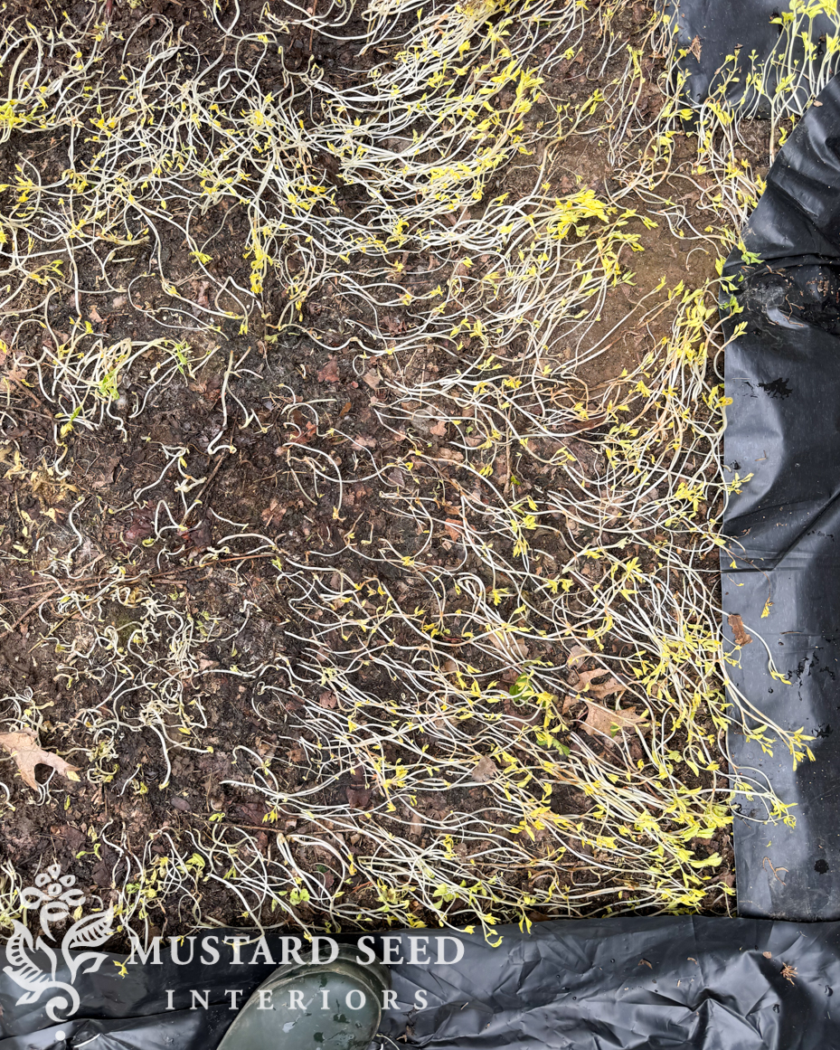 smothering and eradicating bishop's weed | miss mustard seed