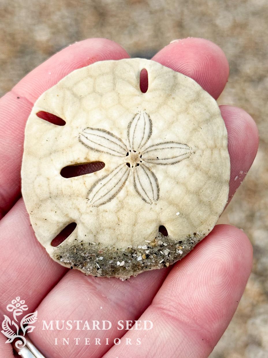 Shells collected at Isle of Palms 2026 | miss mustard seed