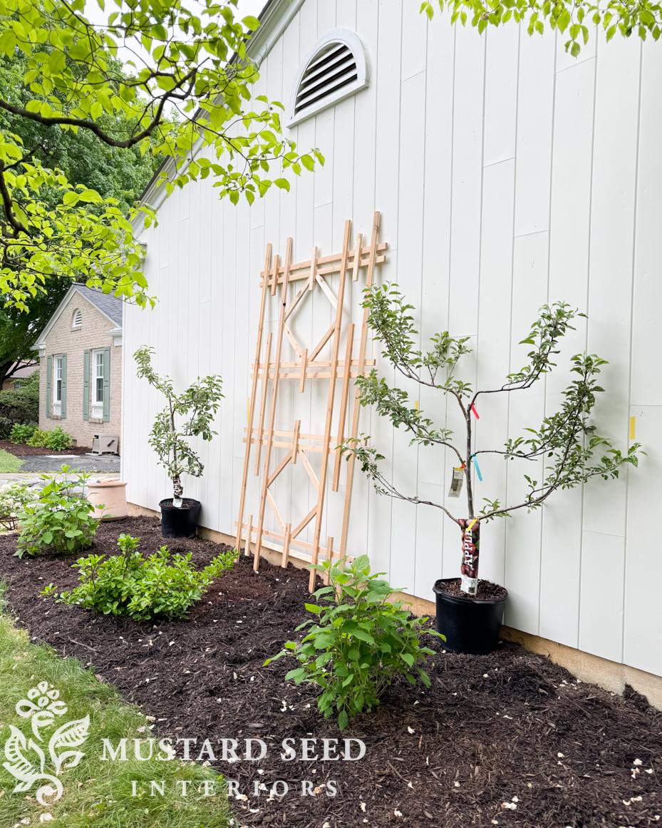 espalier apple tree update | miss mustard seed