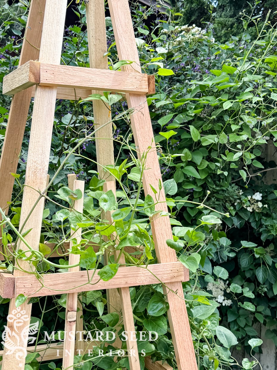diy cedar garden obelisk | miss mustard seed