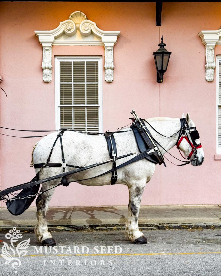 charleston carriage horse | miss mustard seed